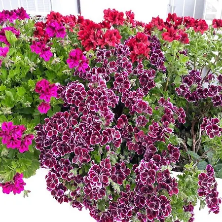 South Side Paradise - Marjan Hill 아파트 스플리트