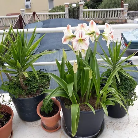 South Side Paradise - Marjan Hill 스플리트