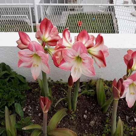 South Side Paradise - Marjan Hill Apartment *